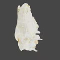 Detailed Animal Skull With White Bone Structure And Brown Fossil Marks