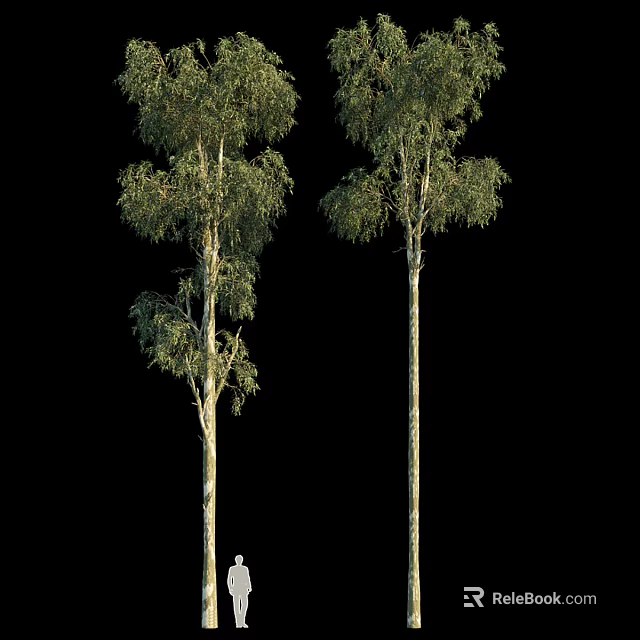 Tall Arbor Tree with Straight Trunk and Lush Green Foliage in Natural Setting 3d model 