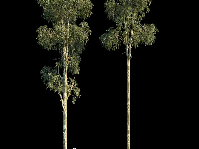 Tall Arbor Tree with Straight Trunk and Lush Green Foliage in Natural Setting 3d model