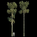 Tall Arbor Tree with Straight Trunk and Lush Green Foliage in Natural Setting