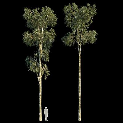 Tall Arbor Tree with Straight Trunk and Lush Green Foliage in Natural Setting 3d model