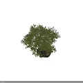 Tall Deciduous Tree with Lush Green Foliage and Strong Trunk and Human Figure for Scale