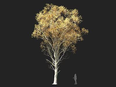 Golden Leaf Tree with White Trunk Lush Canopy and Black Background Human Figure 3d model