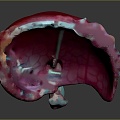 Respiratory organs Human respiratory organs Human respiratory system Respiratory system model Lung model 3d model