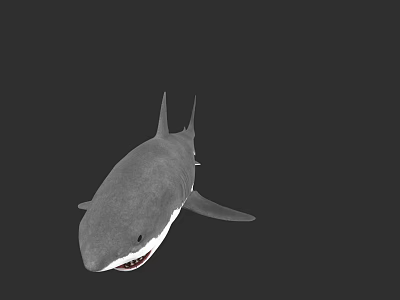 Great White Shark With Gray Body Sharp Teeth And Fins Against Black Background 3d model