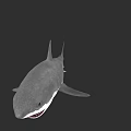 Great White Shark With Gray Body Sharp Teeth And Fins Against Black Background