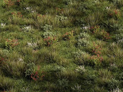 Lush Green Grass With Colorful Flowers And Various Plants In Natural Setting 3d model