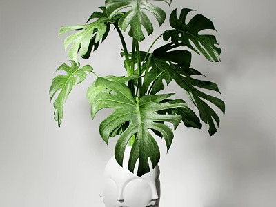 Monstera Potted Plant With Large Green Leaves In White Vase For Indoor Decor 3d model