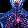 Detailed 3D Illustration of Human Chest Organs Showing Heart Rib Cage and Blood Vessels