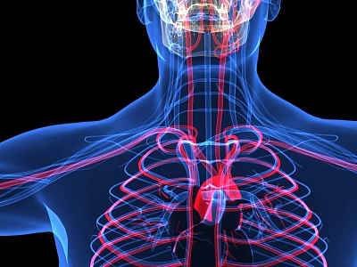 Detailed 3D Illustration of Human Chest Organs Showing Heart Rib Cage and Blood Vessels 3d model