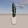 Bonsai Potted Cactus Plant With White Ceramic Pot Indoor Green Decorative Succulent