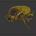 Shiny Brown Beetle With Textured Body Green Legs And Reflective Surface