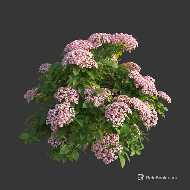 Lush Garden Plant With Dense Pink Flowers And Vibrant Green Leaves 3d model 