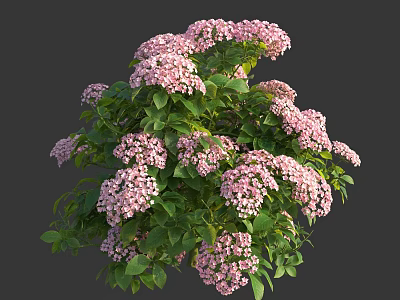 Lush Garden Plant With Dense Pink Flowers And Vibrant Green Leaves 3d model