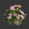 Lush Garden Plant With Dense Pink Flowers And Vibrant Green Leaves