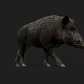 Realistic Wild Boar 3D Model With Detailed Fur Texture And Dark Background
