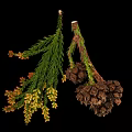 Green Leafy Plant Branches With Orange Yellow Flowers And Dark Brown Cones