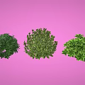 Three Lush Green Plants With Leafy Foliage And Different Shapes On Pink Background