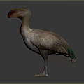 Realistic Dodo Bird 3D Model With Large Beak And Feathered Body Standing Pose