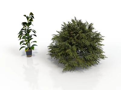 Tall Slender Potted Plant With Large Leaves And Short Bushy Plant With Dense Foliage 3d model