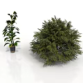 Tall Slender Potted Plant With Large Leaves And Short Bushy Plant With Dense Foliage