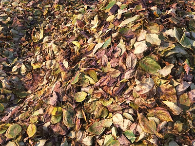 Colorful Fallen Leaves Covering Ground With Various Shapes And Textures 3d model