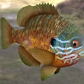 Vibrant Tropical Fish With Colorful Orange Green Blue Scales Large Eyes And Distinctive Fins