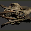 Detailed Animal Skull With Curved Tusks And Bone Structure On Dark Background