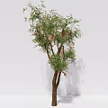 Modern Trees Sapium Trees 3d model
