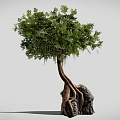 Natural Tree With Twisted Trunk And Entwined Roots Around Large Stone 3d model