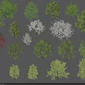 Various Trees With Green Red White And Yellow Foliage For Landscaping Design