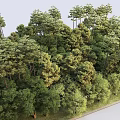 Lush Natural Plant Combination Featuring Diverse Tree Species In Forest Setting