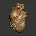Golden Detailed Human Heart Anatomical Model Medical Education Training Device
