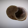 Natural Textured Snail Shell With Spiral Pattern And Earthy Tones 3d model