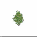 Lush Tree with Straight Trunk and Abundant Orange Fruits Among Green Branches and Leaves