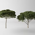 Two Green Arbor Trees With Dense Foliage And Strong Trunk Structure 3d model