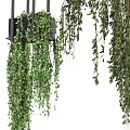 Lush Hanging Basket Plants With Trailing Green Vines And Indoor Decorative Accents