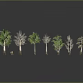 Green and Withered Trees Arranged in Row with Gray Background and Ground Reflections