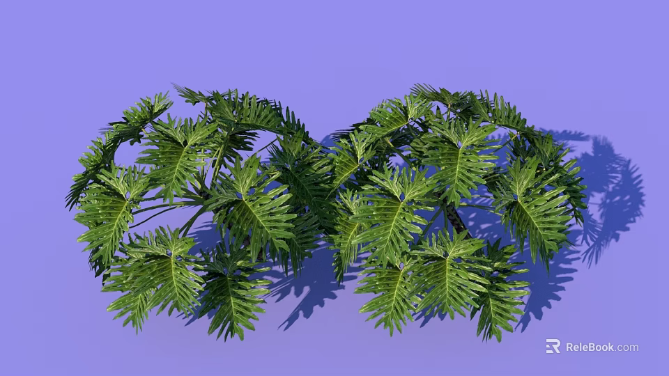Lush Green Bonsai Plant with Feathery Leaves on Purple Background 3d model 