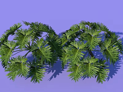 Lush Green Bonsai Plant with Feathery Leaves on Purple Background 3d model