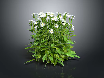 White Daisy Plant With Green Leaves And Lush Foliage On Black Background 3d model