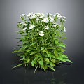 White Daisy Plant With Green Leaves And Lush Foliage On Black Background