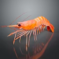 Fresh Orange Cooked Shrimp Perfect For Seafood Dishes And Gourmet Meals