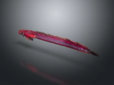 Slender Red and Purple Colored Fish Against Gray Background With Reflection 3d model