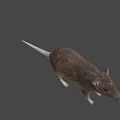 Brown Rat With Small Ears And Long Tail On White Background