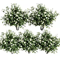 Vase Flowers With White Small Blooms And Green Leaves Decorative Arrangement