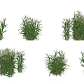 Healthy Green Crops in Different Growth Stages with Various Cluster Shapes and Foliage