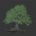 Tree With Green Foliage And Exposed Developed Roots On White Background