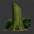 Natural Wooden Stump Covered With Green Moss And Surrounding Shrubs On Soil Base