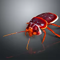 Shiny Reddish Brown Cockroach With Long Antennae And Reflection On Dark Background
